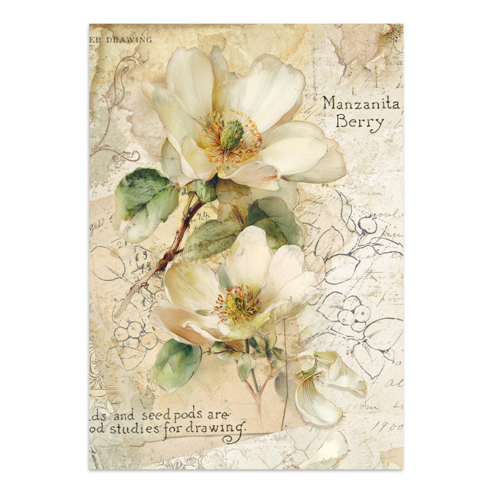 Stamperia - All Around Focus Points | A5 Junk Journal