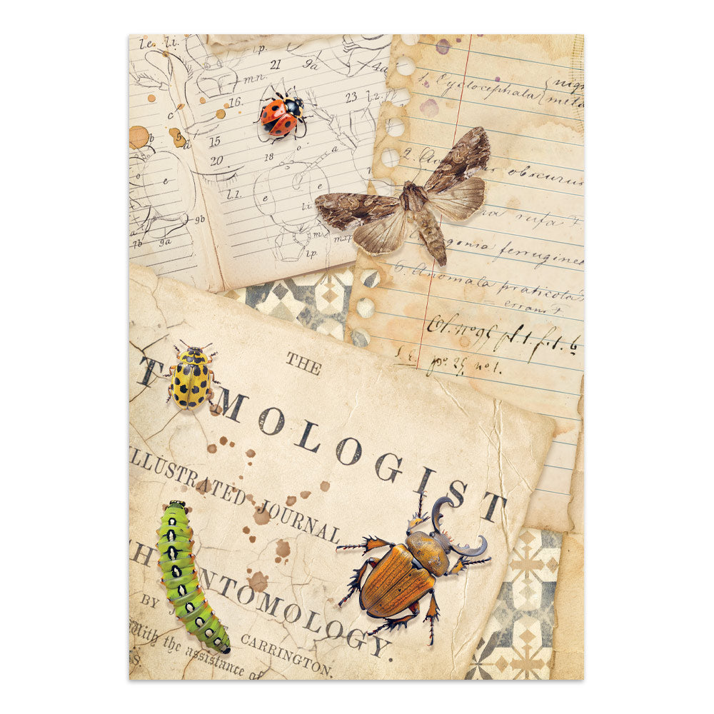 Stamperia - All Around Focus Points | A5 Junk Journal
